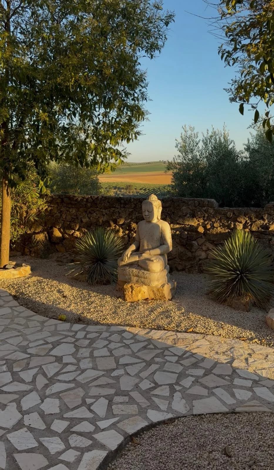 Buda en el jardín mirando a los olivares